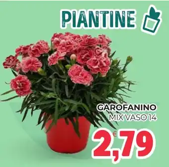 Eté Garofanino mix offerta