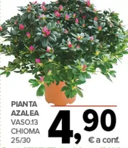 Todis Pianta azalea vaso.13 chioma 25/30 offerta