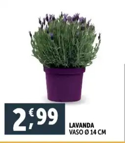 Deco Supermercati Lavanda offerta