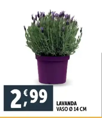 Deco Supermercati Lavanda offerta