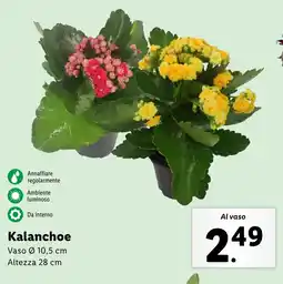 Lidl Kalanchoe offerta