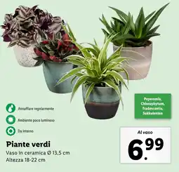 Lidl Piante verdi offerta