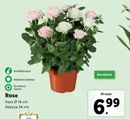 Lidl Rose offerta