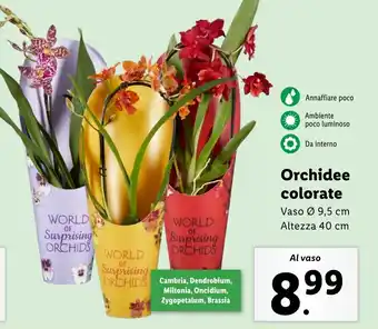 Lidl Orchidee colorate offerta