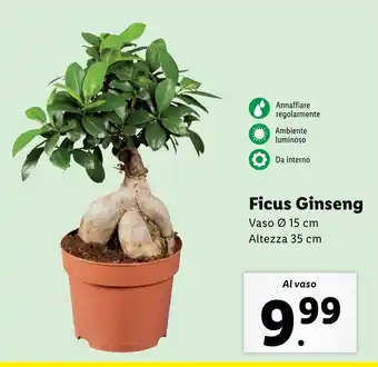 Lidl Ficus Ginseng offerta