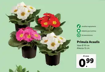 Lidl Primula Acaulis offerta