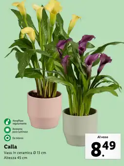 Lidl Calla offerta