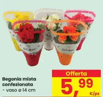 Despar Begonia mista confezionata offerta