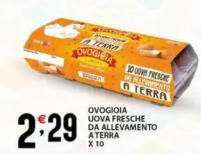 Sisa Ovogioia uova fresche da allevamento a terra offerta