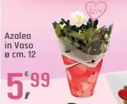 Supermercati Dok Azalea in vaso offerta