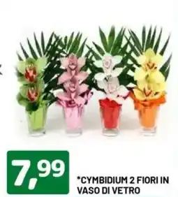 DPiù Cymbidium 2 fiori in vaso di vetro offerta