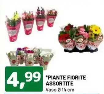 DPiù Piante fiorite assortite offerta