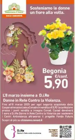 Conad City Begonia offerta