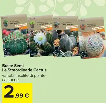 Carrefour Buste Semi Le Straordinarie Cactus offerta