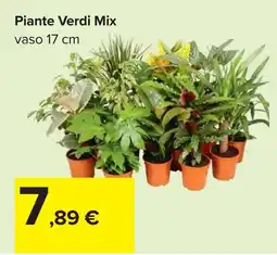 Carrefour Piante Verdi Mix offerta