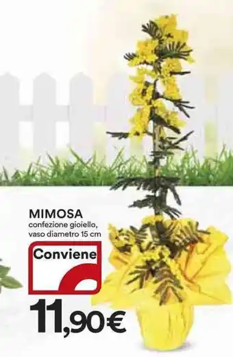 Ipercoop Mimosa offerta