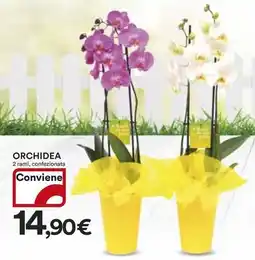 Ipercoop Orchidea offerta