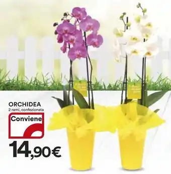 Ipercoop Orchidea offerta