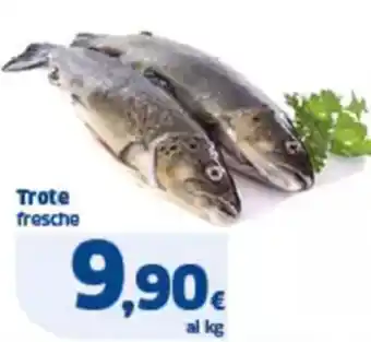 Sigma Trote fresche offerta