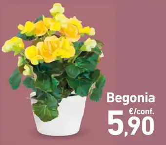 Conad Begonia offerta