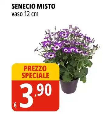 Tigros Senecio misto vaso offerta