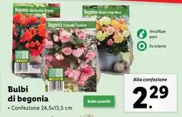 Lidl Bulbi di begonia offerta