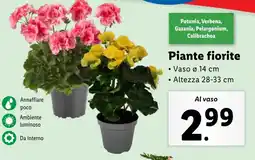 Lidl Piante fiorite offerta