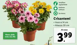 Lidl Crisantemi offerta