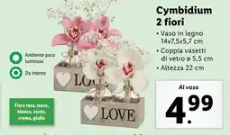 Lidl Cymbidium 2 fiori offerta