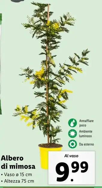 Lidl Albero di mimosa offerta