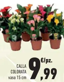 Conad Superstore Calla colorata offerta