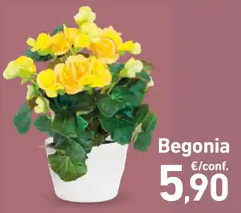 Conad Superstore Begonia offerta