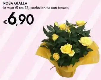 Bennet Rosa gialla in vaso, confezionata con tessuto offerta