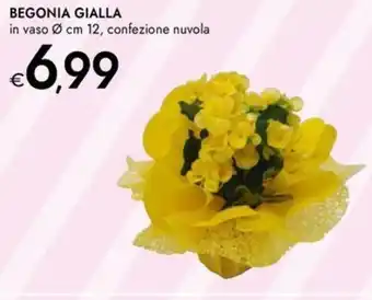 Bennet Begonia gialla in vaso, confezione nuvola offerta