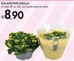 Bennet Kalanchoe gialla in vaso, con busta tono su tono offerta