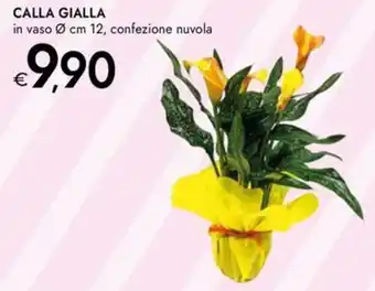 Bennet Calla gialla in vaso, confezione nuvola offerta