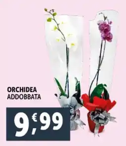 Deco Supermercati Orchidea addobbata offerta