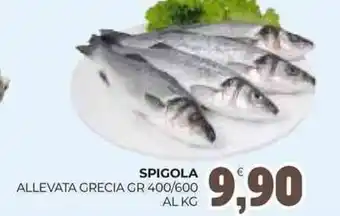 Eté Spigola allevata grecia offerta