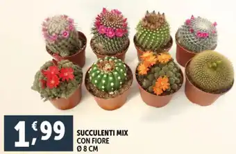 Deco Supermercati Succulenti mix con fiore offerta