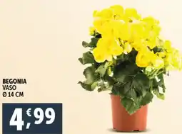 Deco Supermercati Begonia vaso offerta