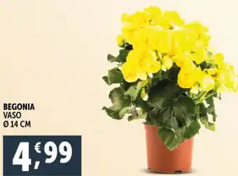 Deco Supermercati Begonia vaso offerta