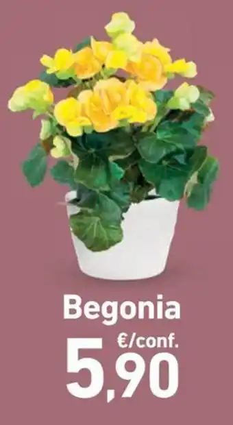 Spazio Conad Begonia offerta