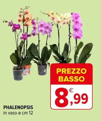 Iperal Phalenopsis offerta