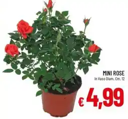 Galassia Mini rose offerta