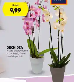 ALDI Orchidea offerta