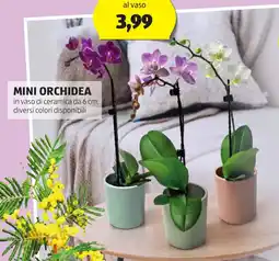 ALDI Mini orchidea offerta