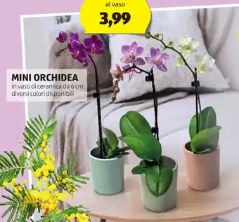 ALDI Mini orchidea offerta