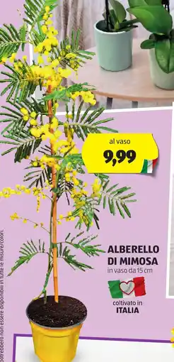 ALDI Alberello di mimosa offerta