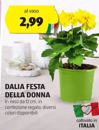 ALDI Dalia festa della donna offerta