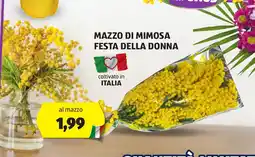 ALDI Mazzo di mimosa festa della donna offerta